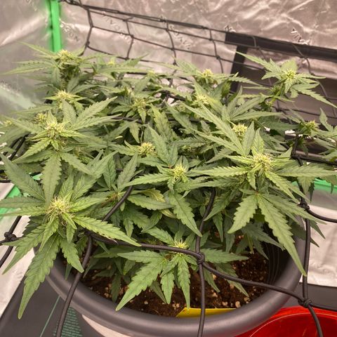 Mimosa x Orange Punch Auto growlog photo: Die Fotos davor sind vom 29ten