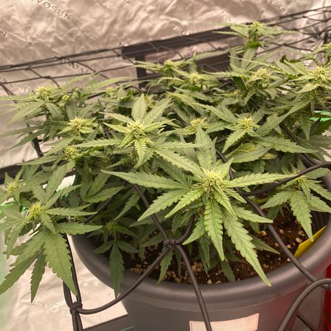Mimosa x Orange Punch Auto growlog photo: Die Fotos davor sind vom 29ten