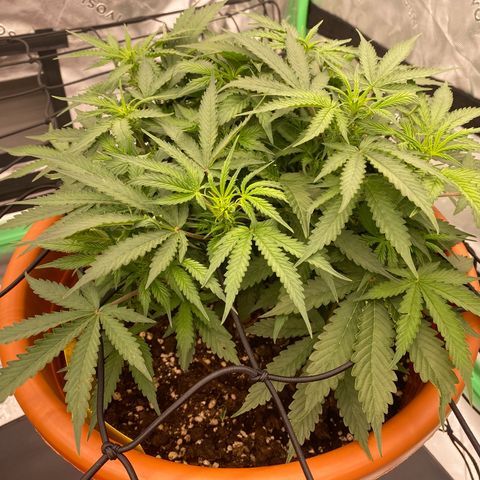 Moby Dick Auto growlog photo: Die Bilder davor sind vom 29ten