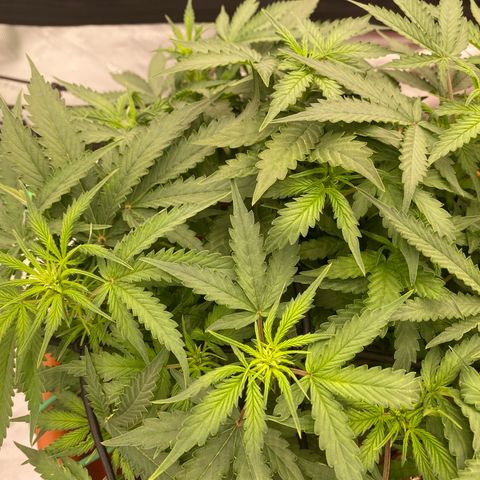 Moby Dick Auto growlog photo: Die Bilder davor sind vom 29ten