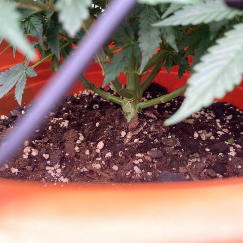 Moby Dick Auto growlog photo: Die Bilder davor sind vom 29ten