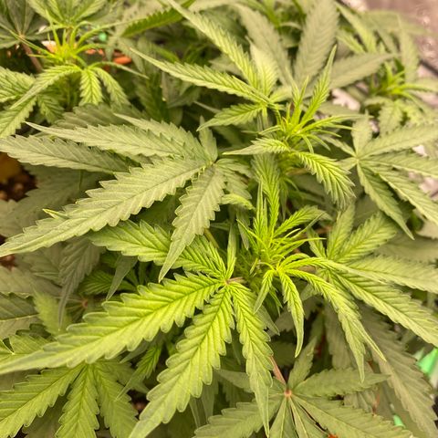 Moby Dick Auto growlog photo: Die Bilder davor sind vom 29ten