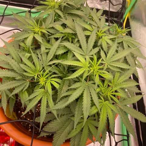 Moby Dick Auto growlog photo: Die Bilder davor sind vom 29ten