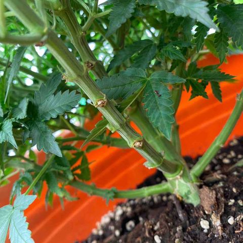 Moby Dick Auto growlog timeline photo