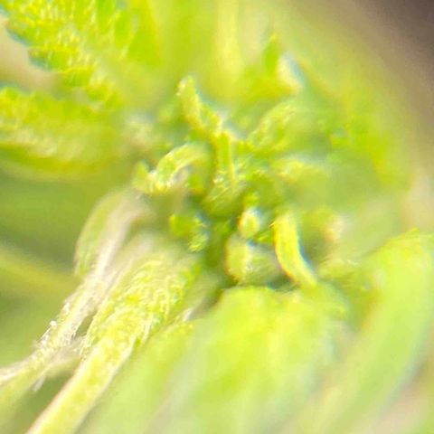 Moby Dick Auto growlog timeline photo