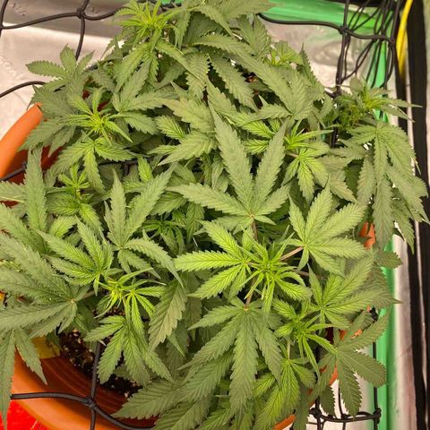 Moby Dick Auto growlog timeline photo