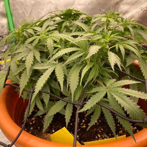 Moby Dick Auto growlog timeline photo