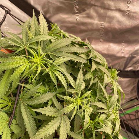 Moby Dick Auto growlog timeline photo