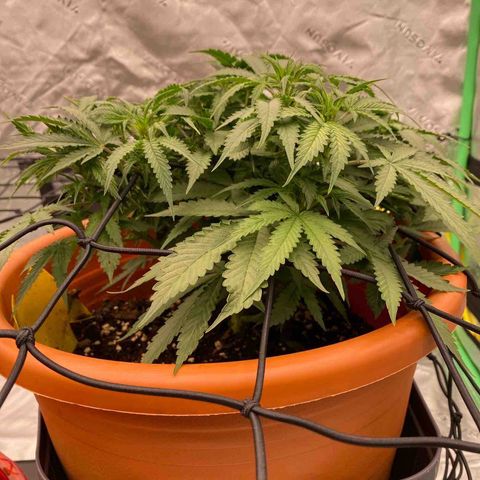 Moby Dick Auto growlog timeline photo