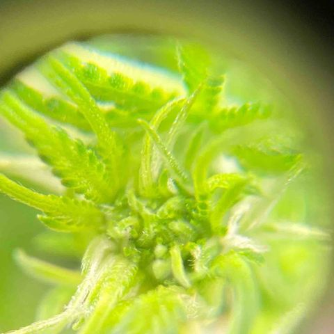 Moby Dick Auto growlog timeline photo