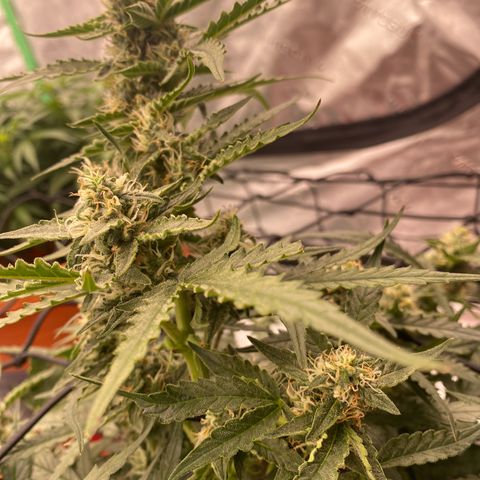Glue Gelato Auto growlog timeline photo