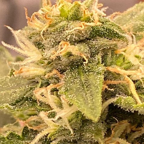 Glue Gelato Auto growlog timeline photo