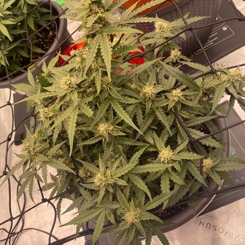 Glue Gelato Auto growlog timeline photo