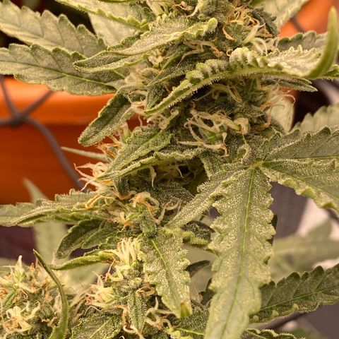Glue Gelato Auto growlog timeline photo