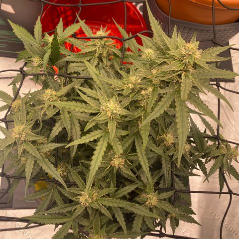 Glue Gelato Auto growlog timeline photo