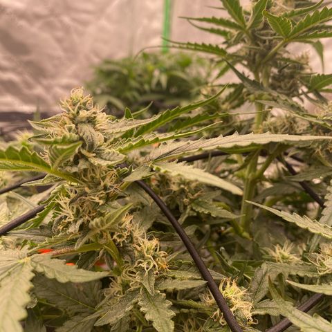 Glue Gelato Auto growlog timeline photo