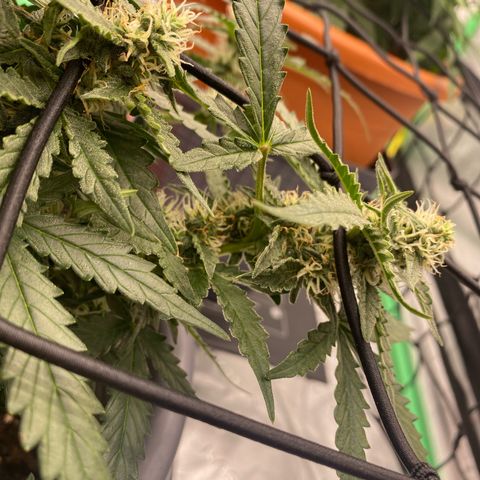 Glue Gelato Auto growlog timeline photo