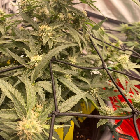 Glue Gelato Auto growlog timeline photo