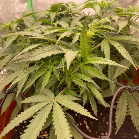 Moby Dick Auto growlog timeline photo