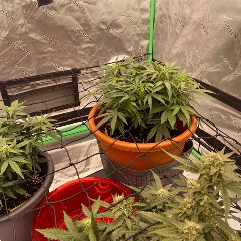 Moby Dick Auto growlog timeline photo