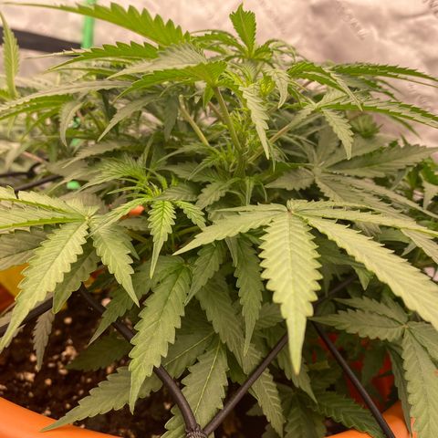 Moby Dick Auto growlog timeline photo