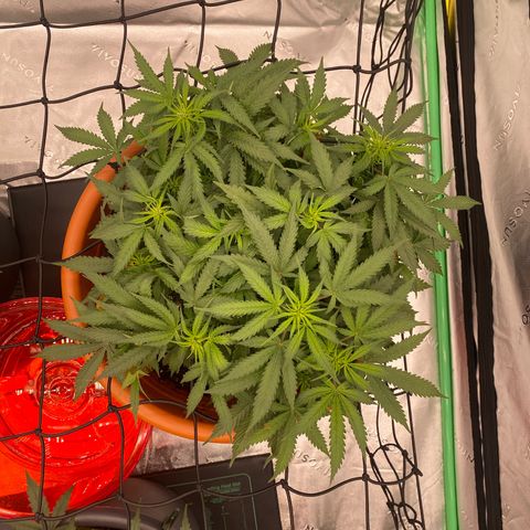 Moby Dick Auto growlog timeline photo