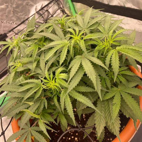 Moby Dick Auto growlog timeline photo