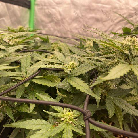 Mimosa x Orange Punch Auto growlog timeline photo