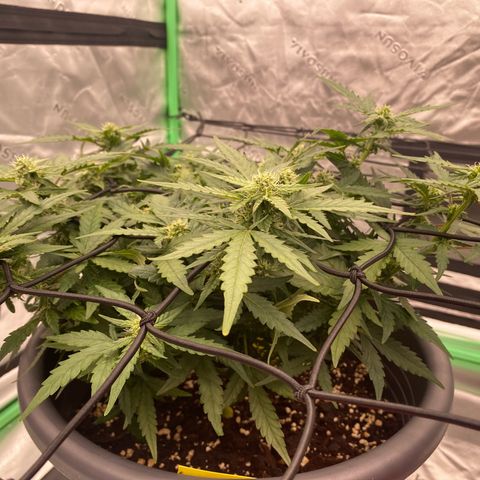 Mimosa x Orange Punch Auto growlog timeline photo