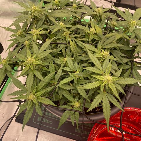 Mimosa x Orange Punch Auto growlog timeline photo