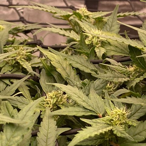 Mimosa x Orange Punch Auto growlog timeline photo