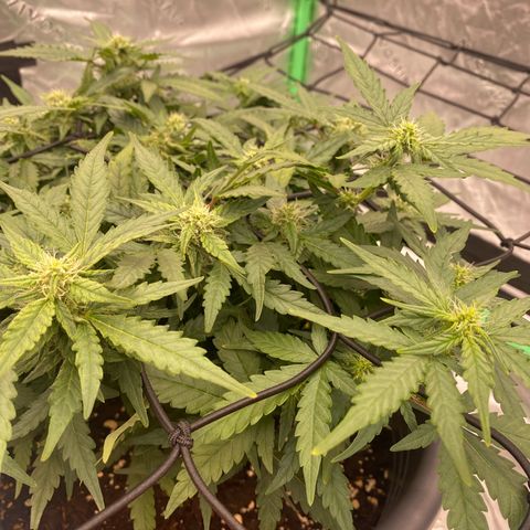 Mimosa x Orange Punch Auto growlog timeline photo