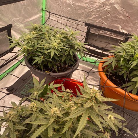 Mimosa x Orange Punch Auto growlog timeline photo