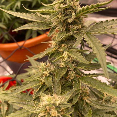 Glue Gelato Auto growlog timeline photo