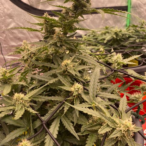 Glue Gelato Auto growlog timeline photo