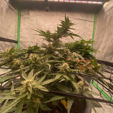 Glue Gelato Auto growlog timeline photo