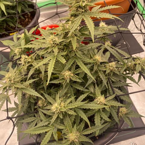 Glue Gelato Auto growlog timeline photo