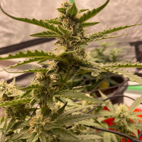 Glue Gelato Auto growlog timeline photo