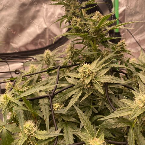 Glue Gelato Auto growlog timeline photo