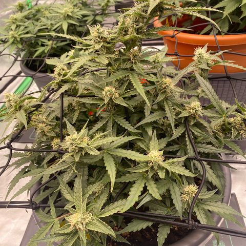 Glue Gelato Auto growlog timeline photo