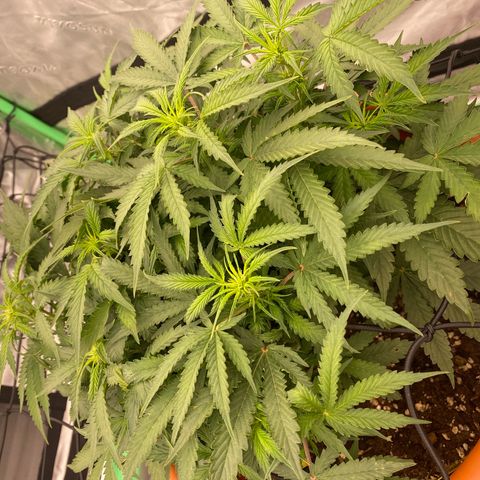 Moby Dick Auto growlog timeline photo