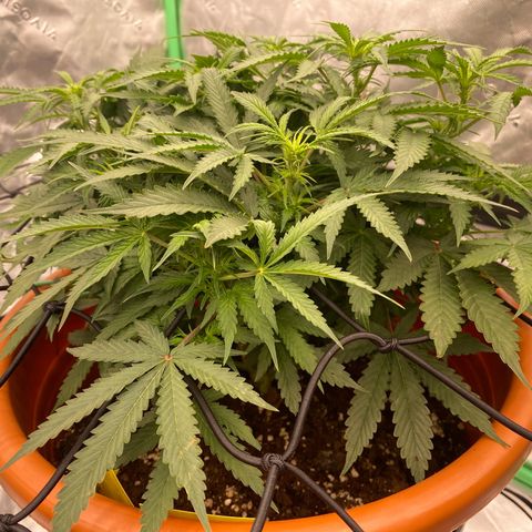 Moby Dick Auto growlog timeline photo