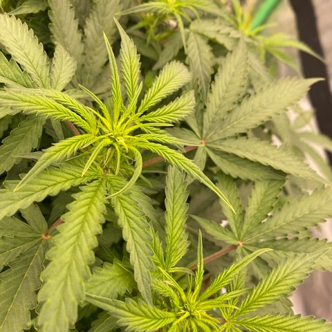 Moby Dick Auto growlog timeline photo