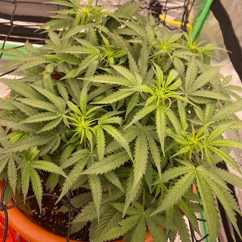 Moby Dick Auto growlog timeline photo