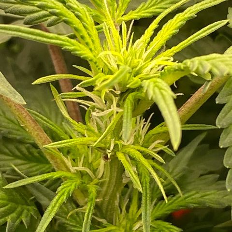 Moby Dick Auto growlog timeline photo