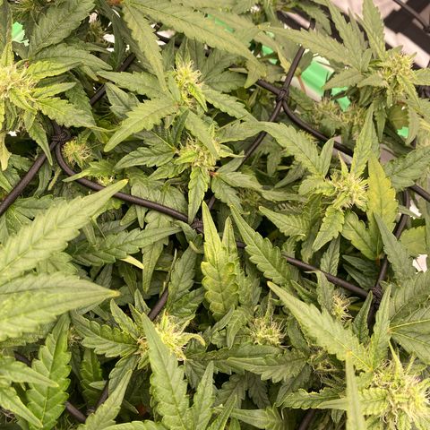 Mimosa x Orange Punch Auto growlog timeline photo