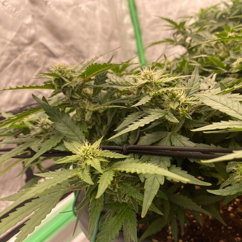 Mimosa x Orange Punch Auto growlog timeline photo