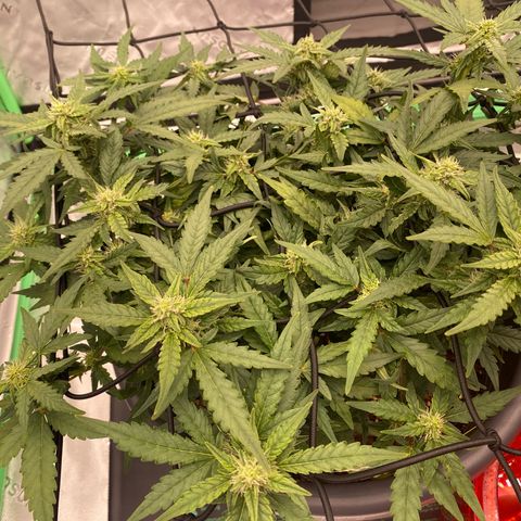 Mimosa x Orange Punch Auto growlog timeline photo