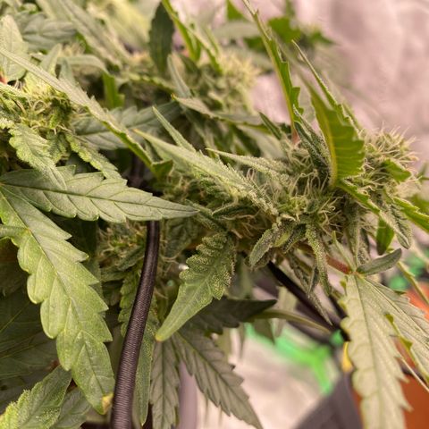 Mimosa x Orange Punch Auto growlog timeline photo