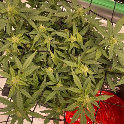 Mimosa x Orange Punch Auto growlog timeline photo